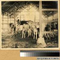 藏品(印尼荷蘭人殖民時代牛牧場(內景))的圖片